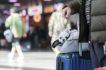 늘어나는 반려동물 가구에⋯펫보험 작년 신규계약 40% 급증