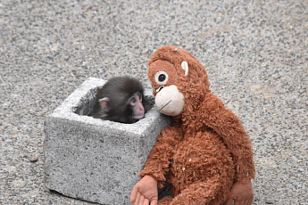엄마 대신 '인형'...오랑우탄 인형 끌고 다니는 새끼 원숭이, SNS 스타 등극