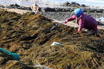 골칫거리 '괭생이모자반'...제주도 해양바이오산업 원료로 '무상'