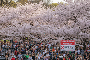 벚꽃축제 취소·외국인 3배 요금…관광객에 칼 빼든 각국