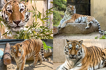 서울대공원 호랑이 '미호' 폐사…