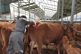 구제역 백신접종...전북도 긴급 실시
