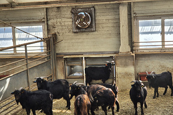 축사 지붕에 태양광 올리면 저금리 지원…도축장도 에너지 전환 속도
