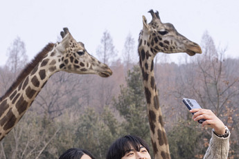 에버랜드 로스트밸리, 기린·코뿔소 등 걸어서 만나는 ‘워킹 사파리’ 오픈