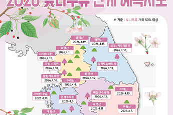 올해 벚꽃 4월7일 만개…작년보다 하루 빠르다