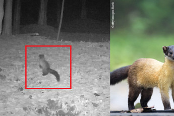 현대모비스, 20년간 충북 ‘미르숲’ 살렸다…멸종위기종 복원