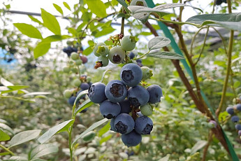 올해 첫 블루베리...곡성군 가온재배로 조기 출하