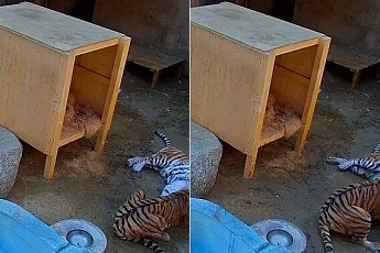 미호 폐사 사고 CCTV 공개…사육사 문 잠금 관리 소홀