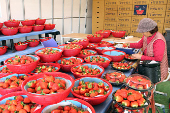80년 역사 ‘밀양딸기’, 국가가 인증했다…지리적표시 농산물 신규 등록