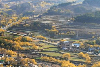 화이트데이에 피어난 노란 설렘...구례군 산수유축제
