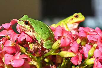 오늘은 '경칩' 봄의 본격 시작…경칩 뜻은?