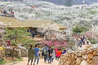 한반도 봄의 전령사....광양 매화축제 셔틀버스 운영된다