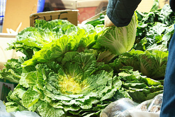 제철코어 ‘봄동 비빔밥’ 인기에 도매가 33%↑...검색어 1위까지 장악