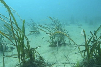 '바다'에 기업 ESG 투자...제주도 생태계 복원 나서