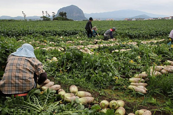 '농민수당' 인상...제주도 1인경영체 年 40만→50만원