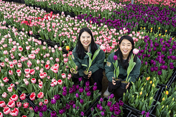 [포토] 에버랜드, 120만 송이 봄꽃 가득한 튤립축제 20일 개막