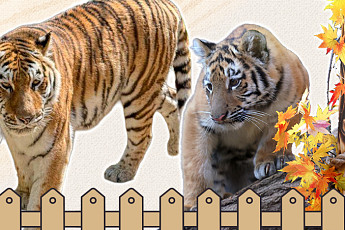 아기 호랑이 '설호'와 불안한 거주지 [해시태그]