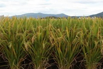 유과 수율 2배…가공용 찰벼 ‘미르찰’ 재배 35배 늘었다