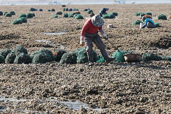 이르면 하반기부터 '해루질' 시간·장소 제한...지자체 조례로 관리 강화