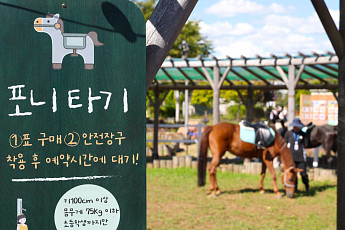 “작은 말과 봄 산책하세요”…렛츠런파크 서울 ‘포니체험’ 14일 재개