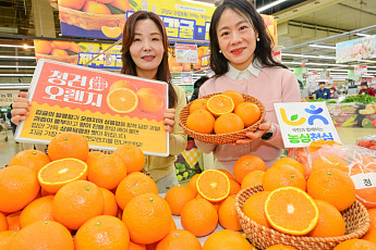 농협유통, 봄 전령사 ‘국내산 청견 오렌지’ 올해 첫 출하