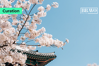 [Trend&Bravo] 2026 봄꽃 지도, 벚꽃·개나리·진달래 개화 시기 정리