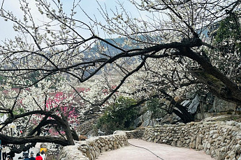 광양시 매화축제...지역경제 활력 기대