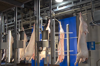 삼겹살 지방비율까지 자동 분석…축평원, AI 돼지 품질평가 장비 확대