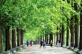메타세쿼이아길 입장료...담양군 지역상품권 '환급' 받으세요