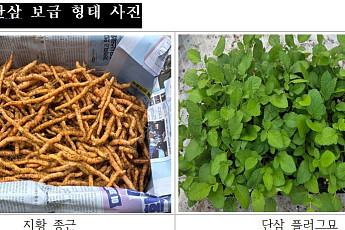 병 적고 수확 늘린 국산 약초 종묘 푼다…지황·단삼 보급 개시
