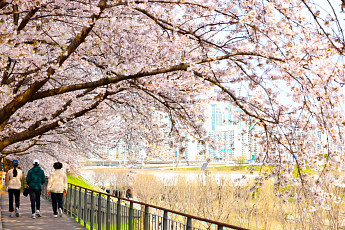 구로구, 안양천‧도림천 제방길 올해도 벚꽃 명소로…개화 앞두고 정비 완료