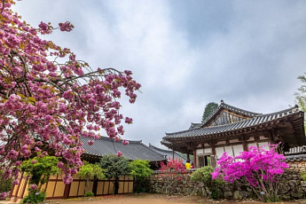 꽃과 자연, 감성의 봄 여행...머물고 싶은 순천시