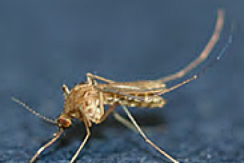 '모기' 지도 감시체계 나선 제주도