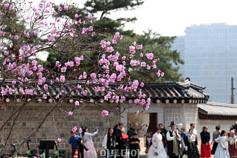진달래 핀 경복궁, 한복 나들이 [한컷]