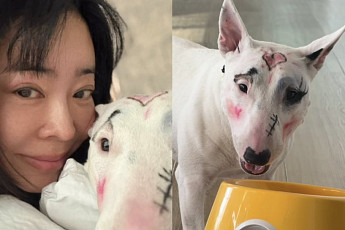 이혜영, 반려견 얼굴 '낙서 영상' 삭제⋯'동물학대' 논란 후폭풍