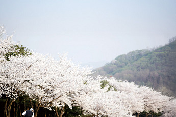 벚꽃 흩날리는 페어웨이