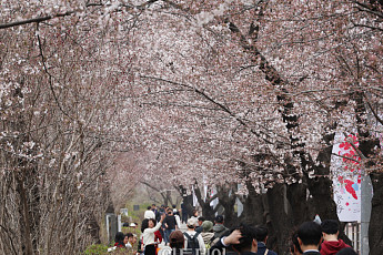 여의도 벚꽃축제·석촌호수 벚꽃축제 오늘 개막