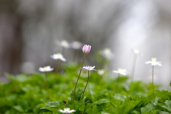 구례군 암 바람꽃 감상...한시 개방