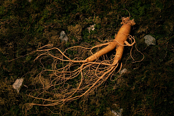 국가유산청, 인삼문화·태권도 유네스코 인류무형유산 등재신청