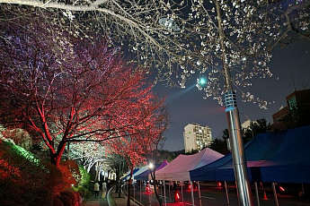 이번 주 전국은 꽃대궐…주말 나들이, 여기가 명당[주말&]