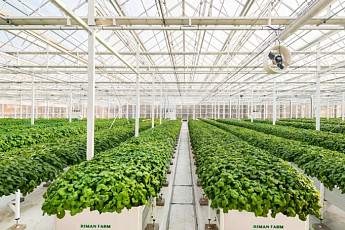 제주서 찾은 K뷰티 원료 주권 현장⋯‘자이언트 병풀’ 키우는 리만팜 가보니[K뷰티, 자연주의로 진화]