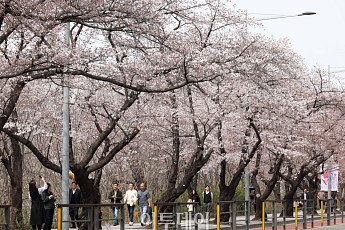 주말 전국 봄비에 벚꽃 나들이 ‘비상’⋯제주 150㎜ 폭우