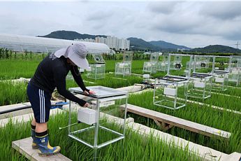“논물만 잘 빼도 메탄 배출량 74% 감소”…한경국립대, ‘저탄소ㆍ고수익’ 벼농사법 제시