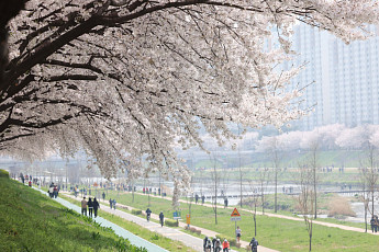 돌연 벚꽃엔딩…꽃샘추위·황사 몰려온다