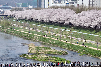 '완연한 봄, 벚꽃길 좋아요' [포토로그]