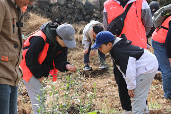 한국관광공사, 제주 비양도 ‘올리브 식수’로 관광객 유입률↑