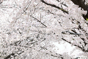 월요일 포근한 봄 날씨…'낮 최고 26도' 일교차 주의 [날씨]