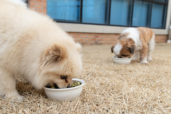 반려동물 사료도 ‘국가 기준’ 시대…2028년부터 완전사료 표시제 시행
