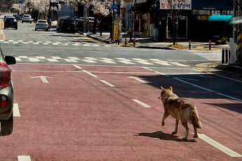 [속보] 대전 오월드 늑대 탈출…4시간 만 오월드 네거리서 목격