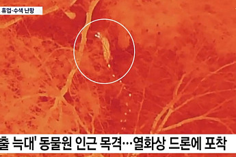 대전 오월드 탈출 늑대 수색 '사흘째'…대체 어디에